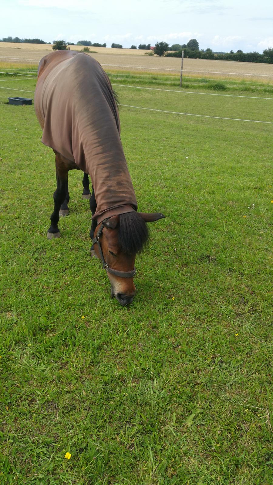 Islænder Ásynja fra Østervang solgt (R.i.P)  billede 8