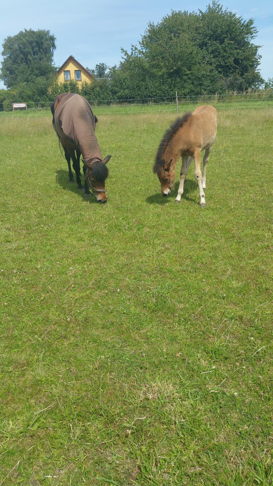 Islænder Ásynja fra Østervang solgt (R.i.P)  billede 9