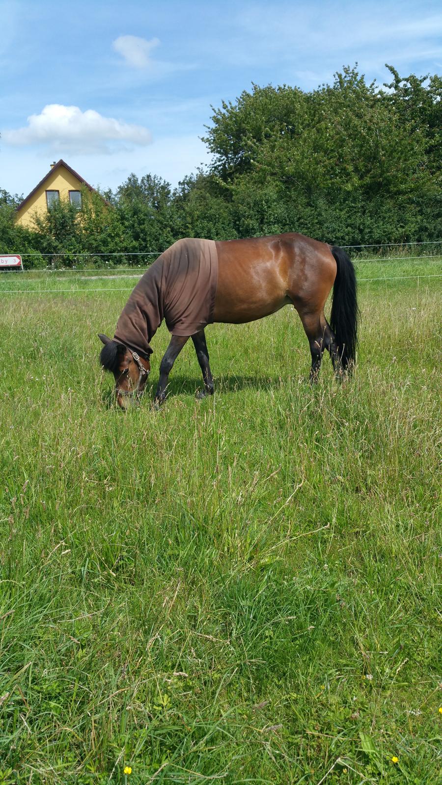 Islænder Ásynja fra Østervang solgt (R.i.P)  billede 10