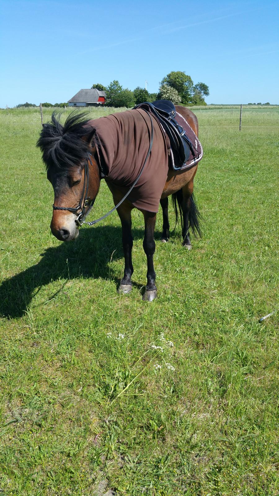 Islænder Ásynja fra Østervang solgt (R.i.P)  billede 16