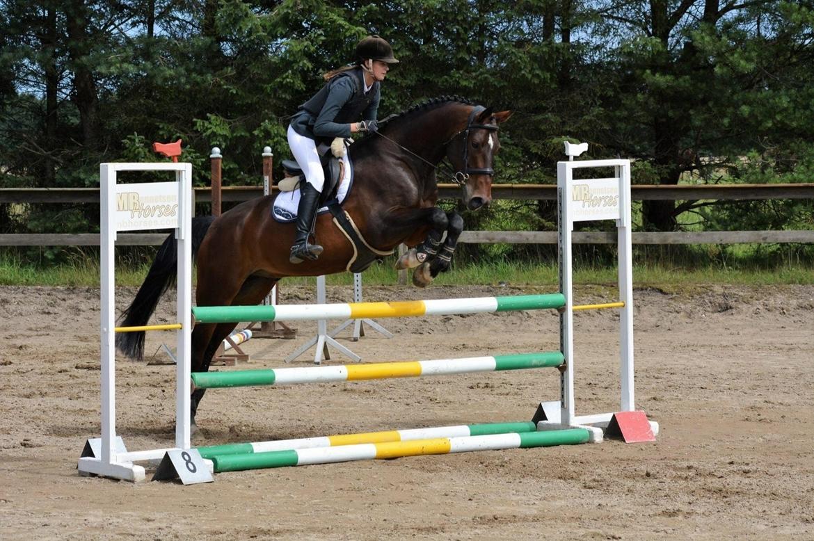 Anden særlig race Jackson Landie billede 24