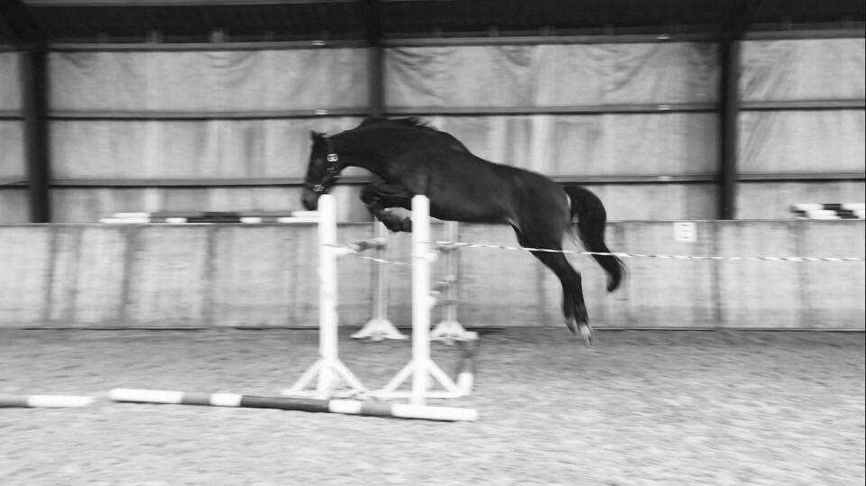 Dansk Varmblod Stald care´s lamir billede 16