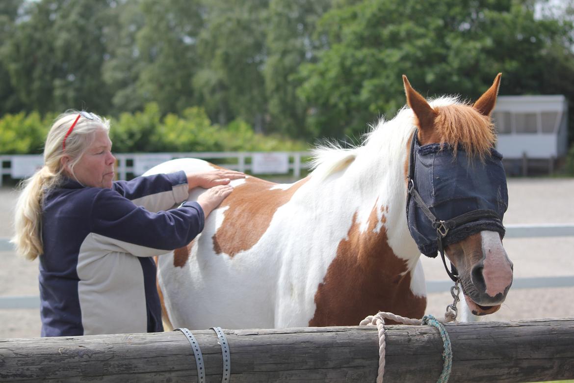 Pinto Araber Lotus - Massage kursus på ridelejr med HH-HESTEMASSAGE billede 9