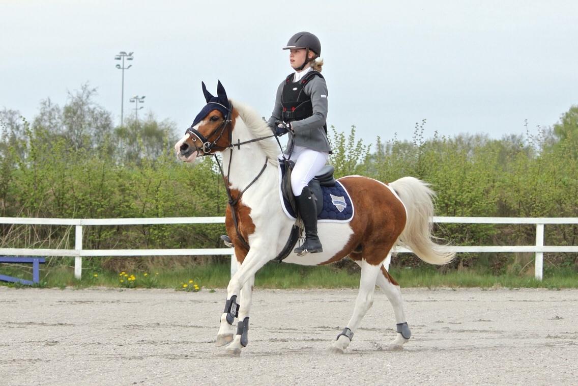 Pinto Araber Lotus - taget af - Andersen Equine Photography billede 5