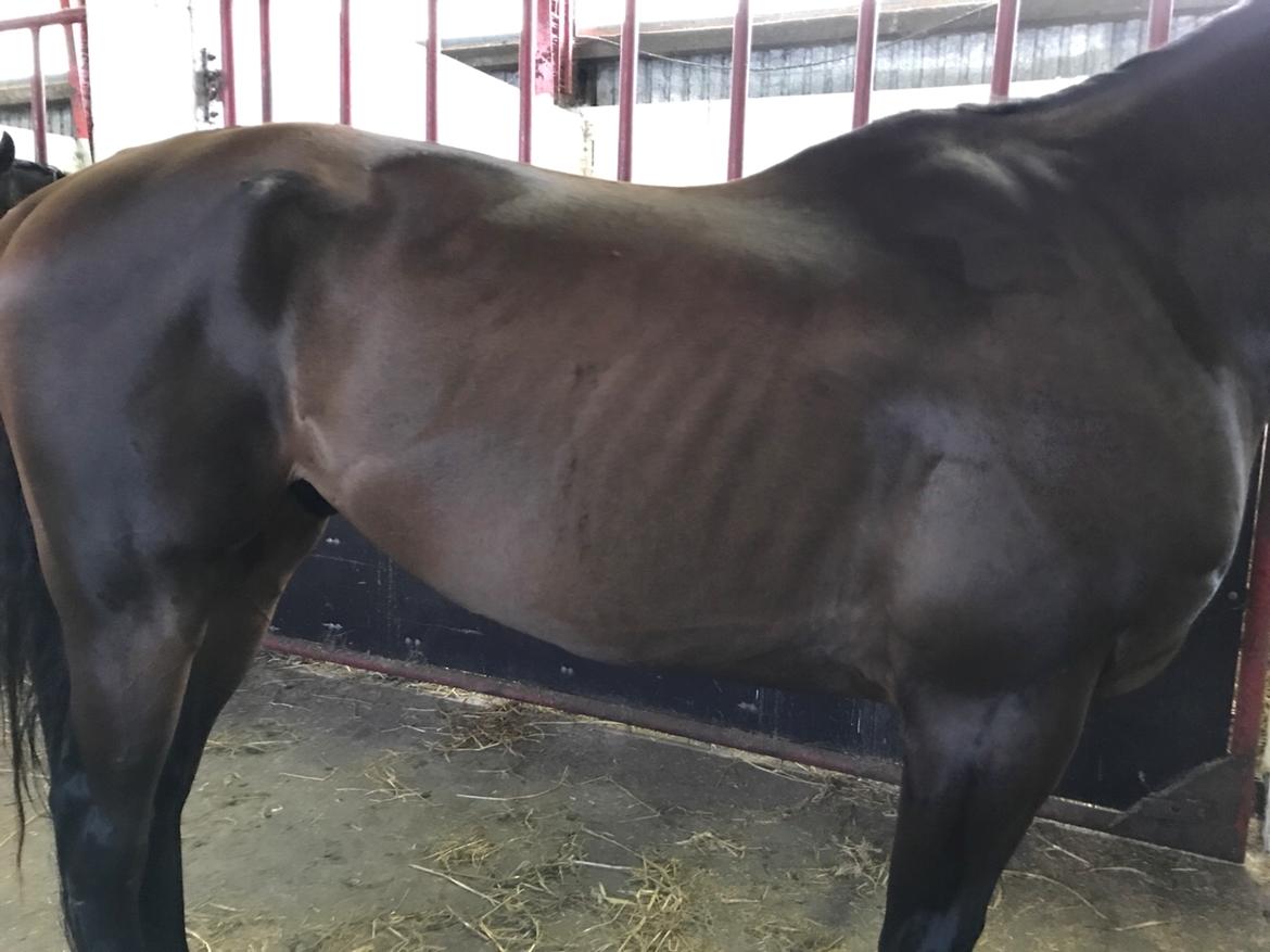 Fuldblod (XX) Jutu ‘solgt’ - samme dag som han kom hjem. billede 5