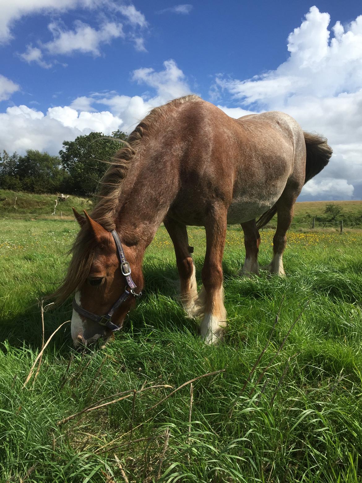 Irish Cob Messie Jessie billede 2