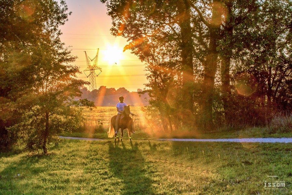 Islænder Syrpa fra Gyllingnæs - Vi var meget heldige, at vi tilfældigt mødte en flink fotograf på vores ridetur en dag billede 12