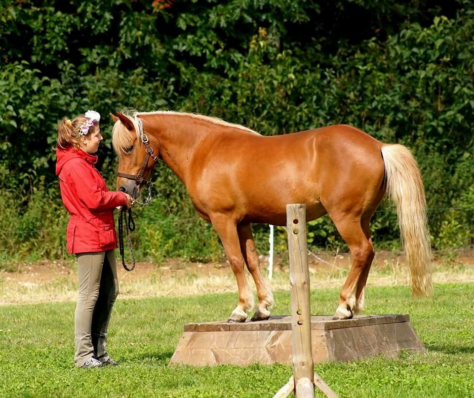 Islænder Syrpa fra Gyllingnæs - Agility, DHE Træf 2017 billede 14