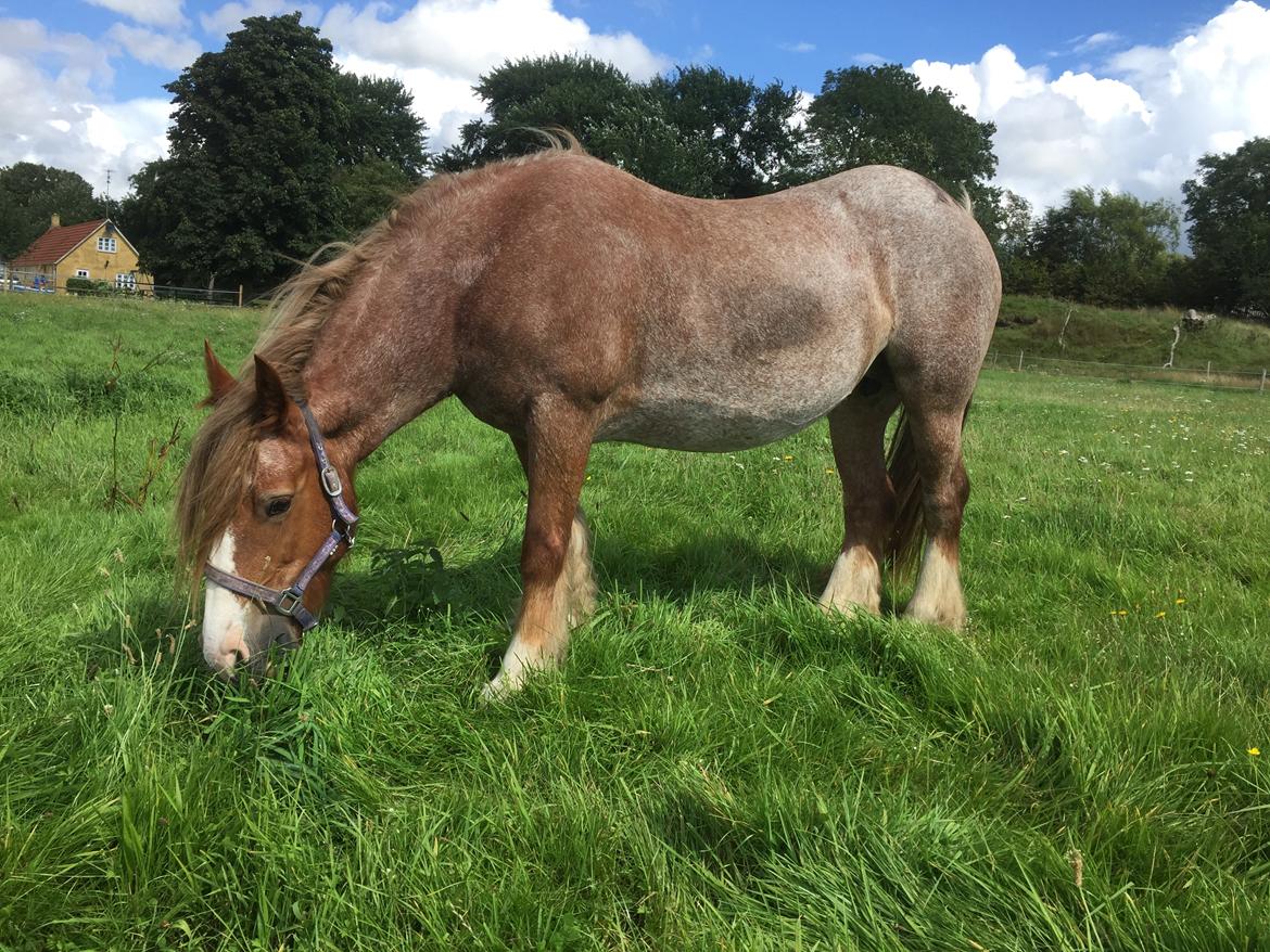 Irish Cob Messie Jessie billede 3
