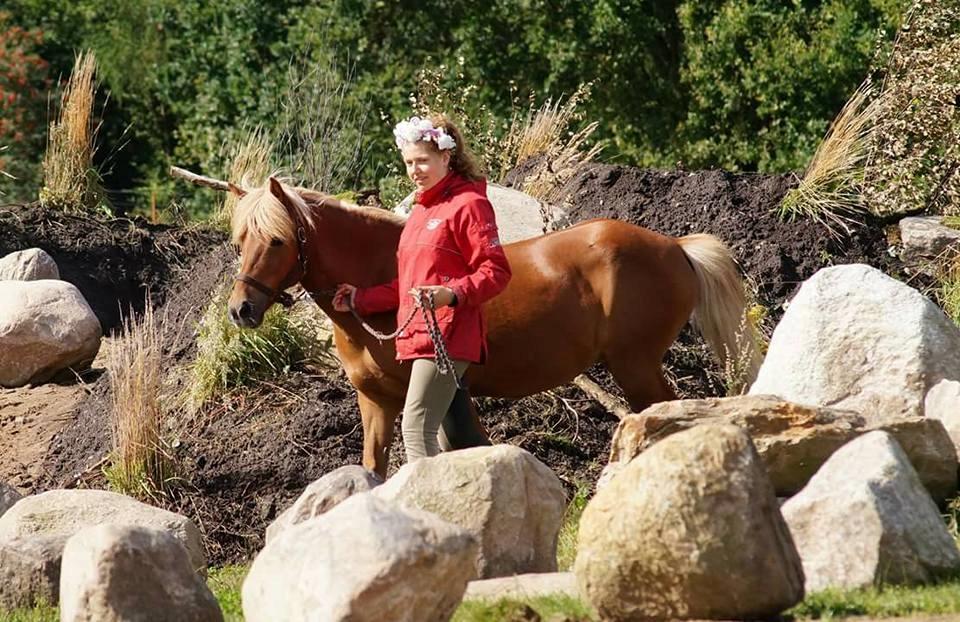 Islænder Syrpa fra Gyllingnæs - Agility, DHE Træf 2017 billede 13
