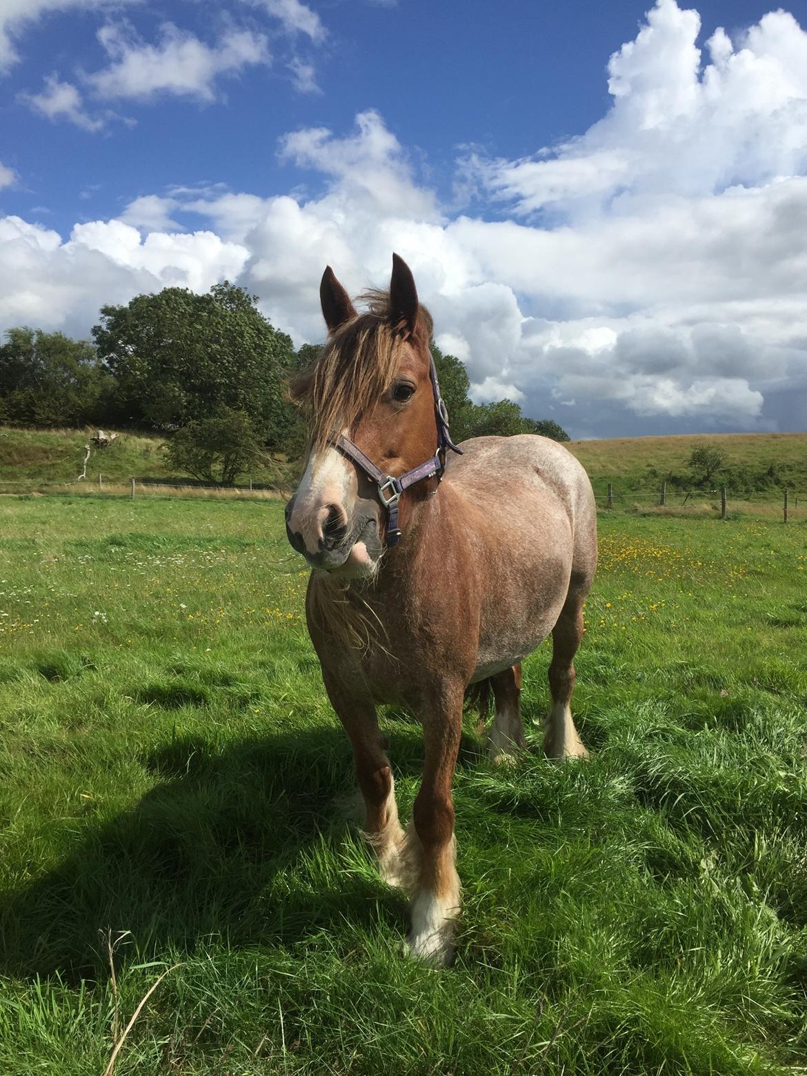 Irish Cob Messie Jessie billede 1