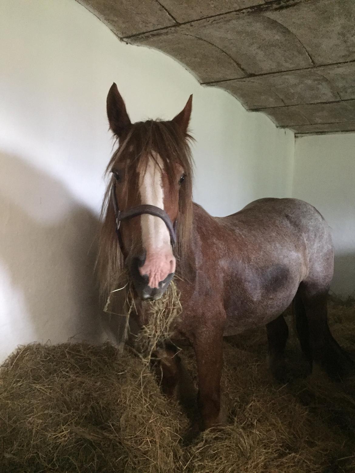 Irish Cob Messie Jessie billede 4