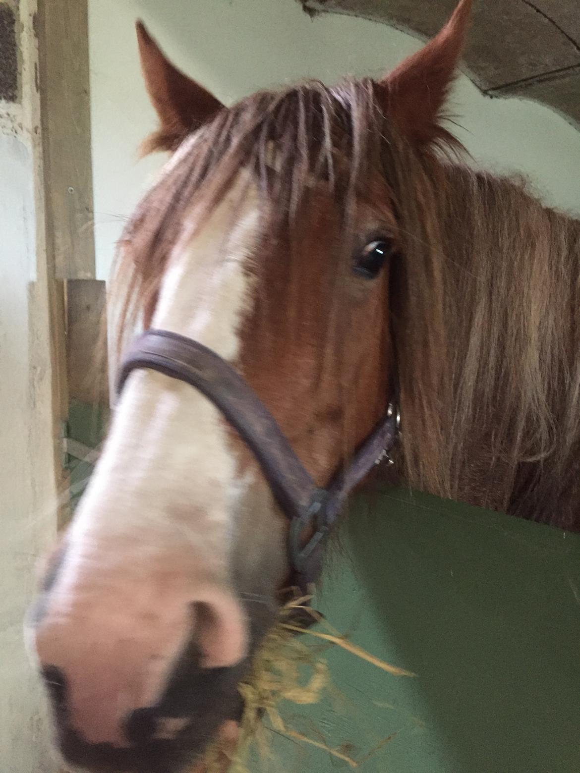 Irish Cob Messie Jessie billede 5