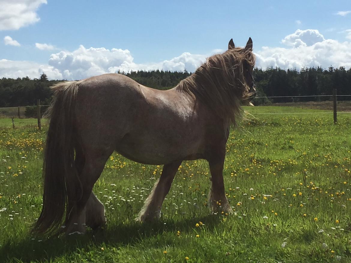 Irish Cob Messie Jessie billede 6