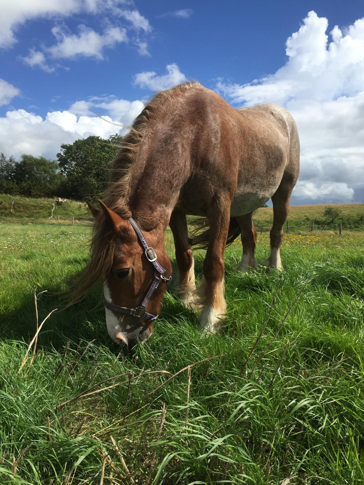Irish Cob Messie Jessie billede 7