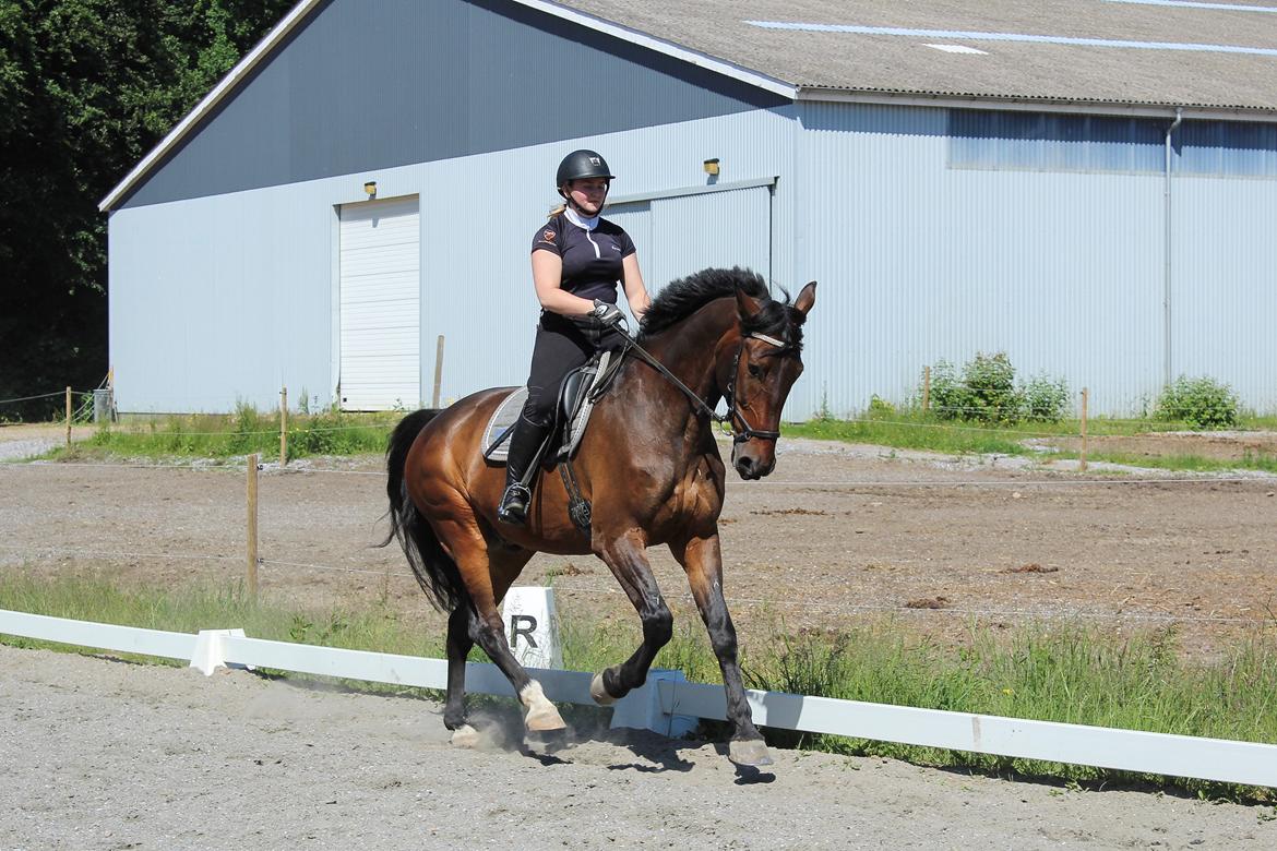 Oldenborg Cornett  billede 23