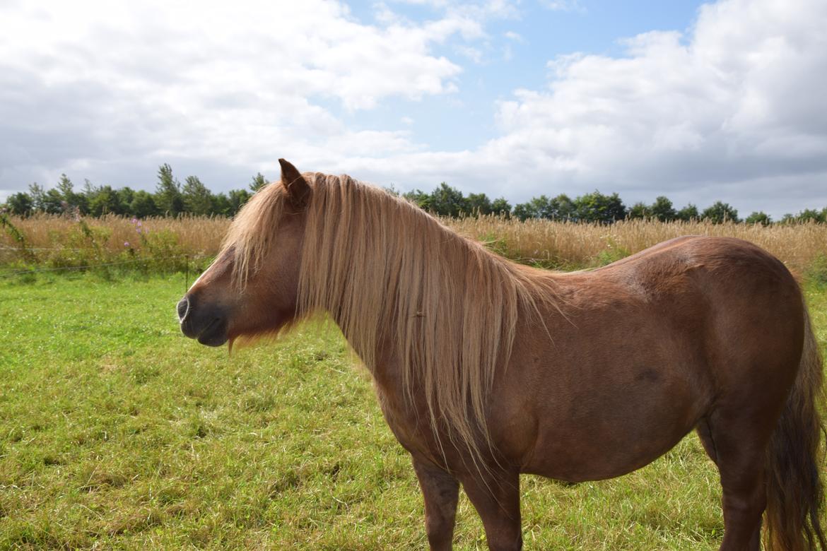 Shetlænder Krabbes kasandra billede 2