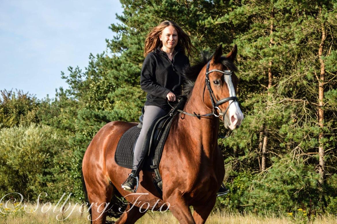 Dansk Varmblod Lady Dancer billede 19