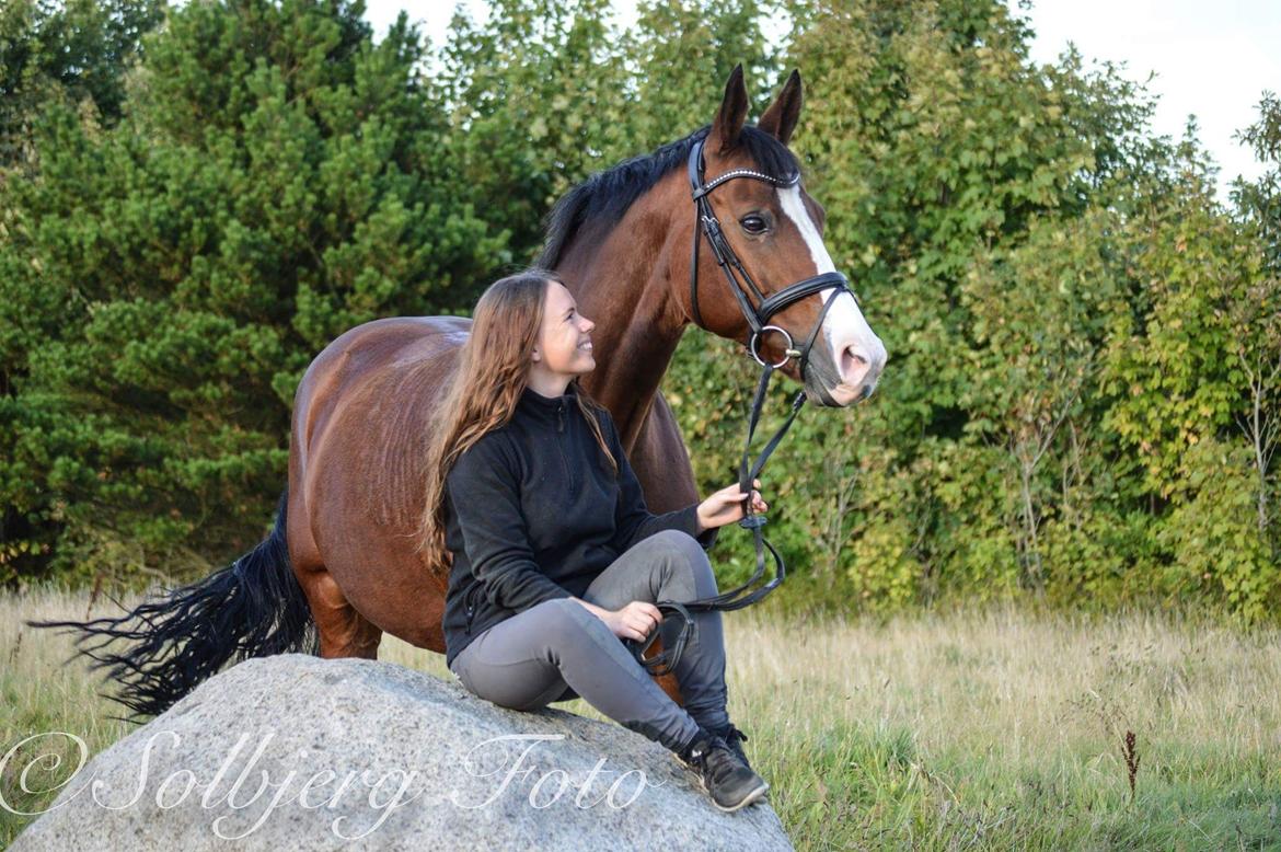 Dansk Varmblod Lady Dancer billede 18