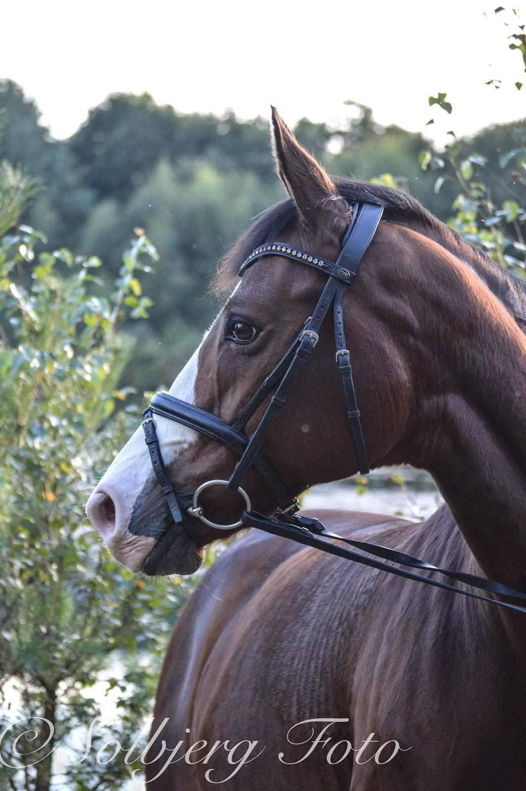 Dansk Varmblod Lady Dancer billede 17