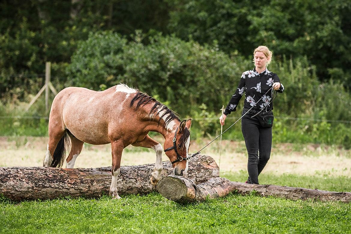 Anden særlig race Shrek | Himmelhest - DHE træf 2017. Billede af Katja Jensen Photography.  billede 18