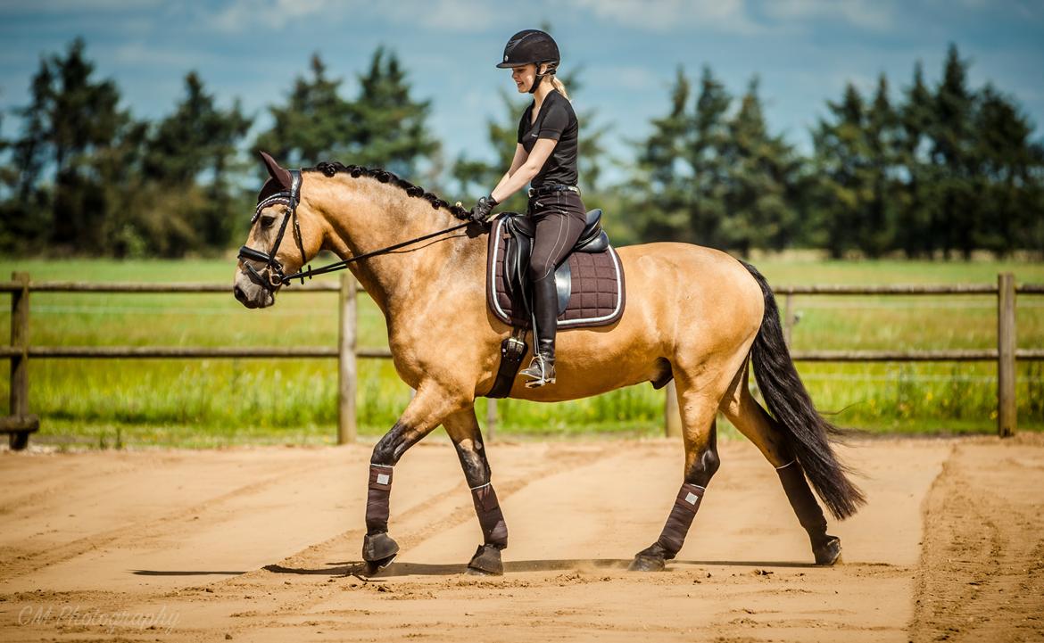 Anden særlig race Corano billede 18