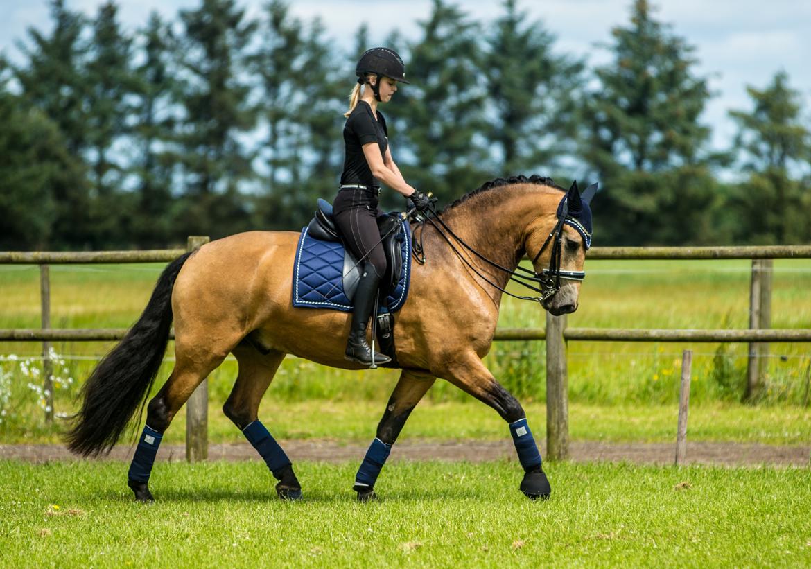 Anden særlig race Corano billede 13