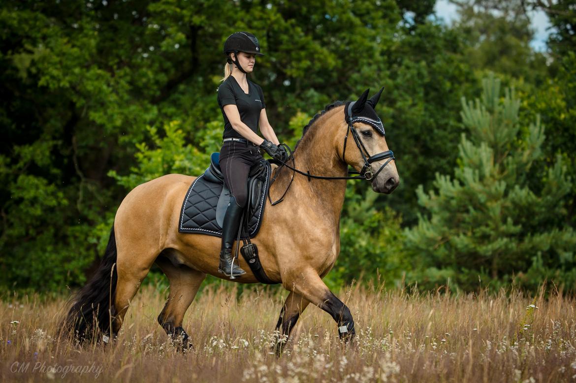 Anden særlig race Corano billede 16
