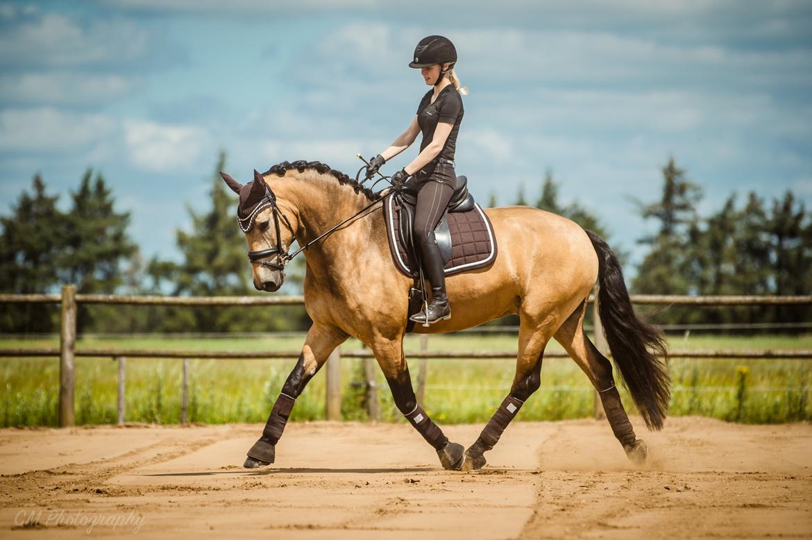 Anden særlig race Corano billede 19