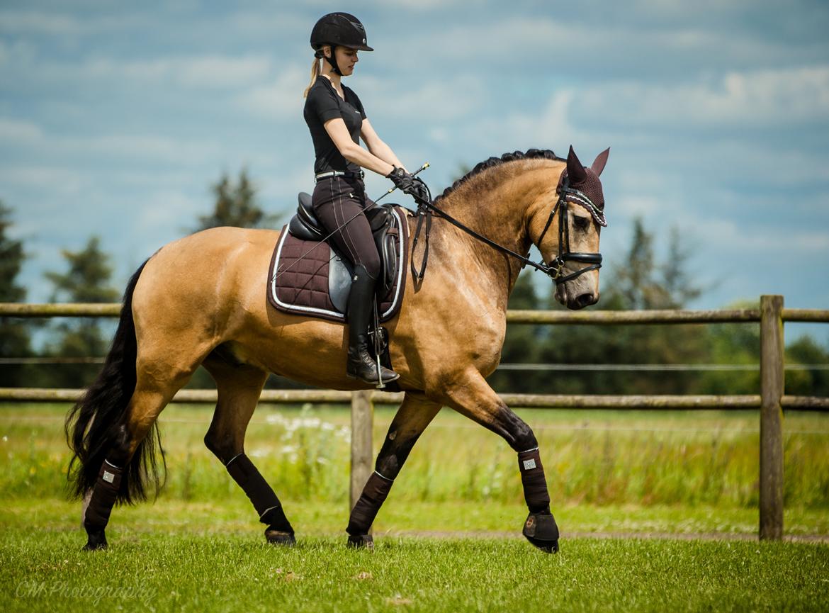 Anden særlig race Corano billede 20