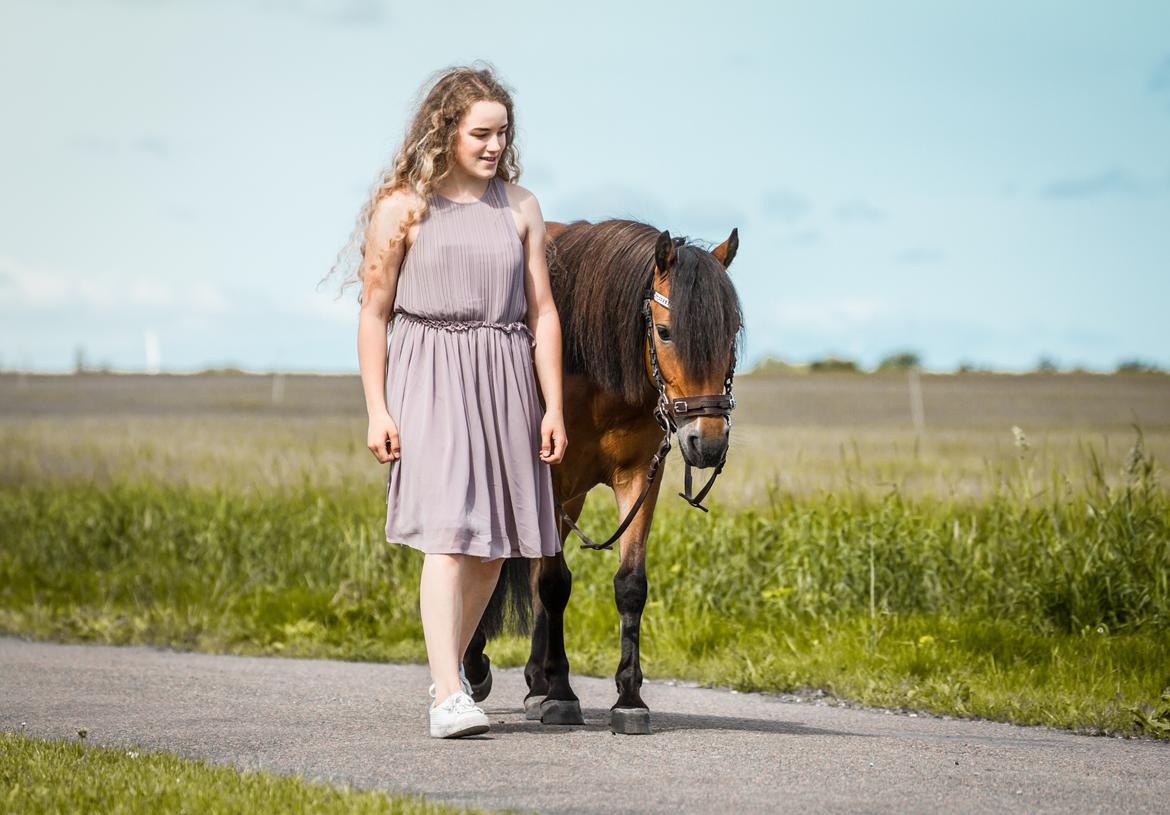 Welsh Partbred (Sec F) Flower - Vil altid gå ved din side - min skat ♥ billede 15