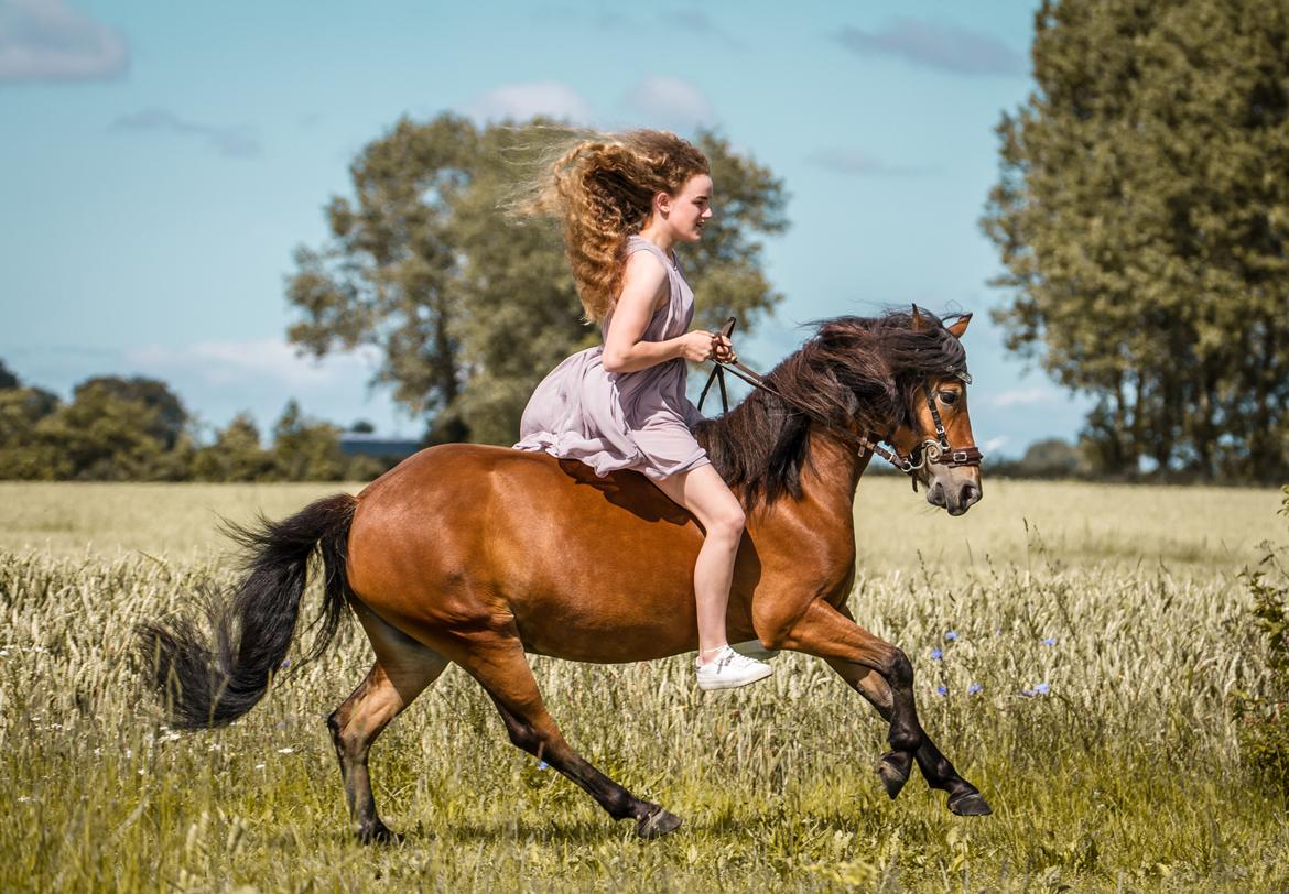 Welsh Partbred (Sec F) Flower - Run wild and freeeee <3 Der er et eller andet over det her billede, som jeg bare synes er så naturligt og fantastisk! billede 20