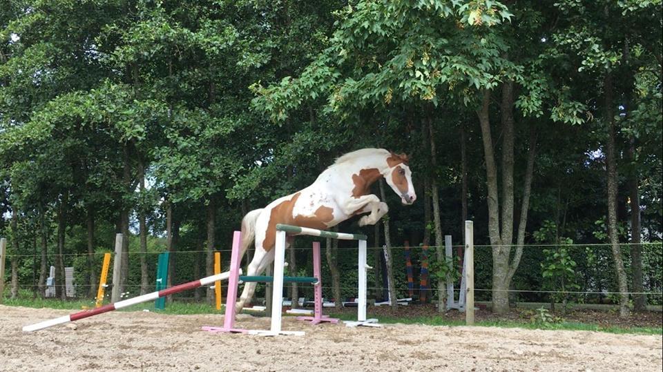 Pinto What A Spot - 125 i løsspring. Han tog det så pænt og synes det var nemt :P billede 15