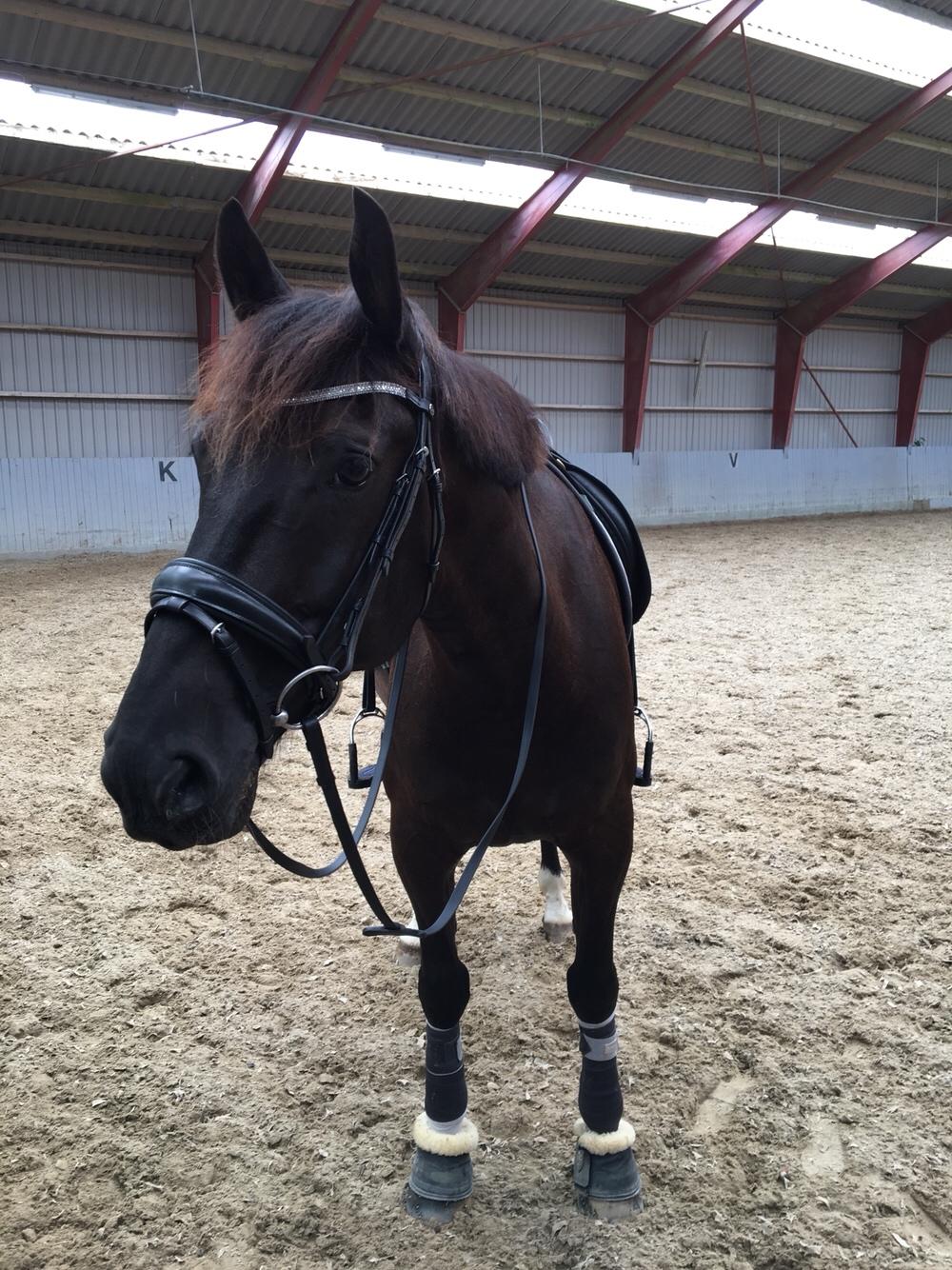 Oldenborg Fillip billede 14