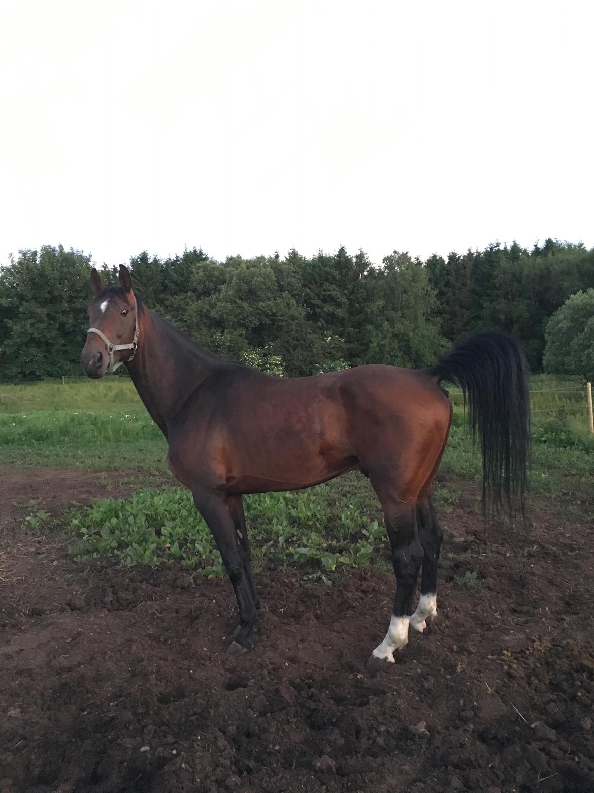 Anden særlig race Magic billede 4