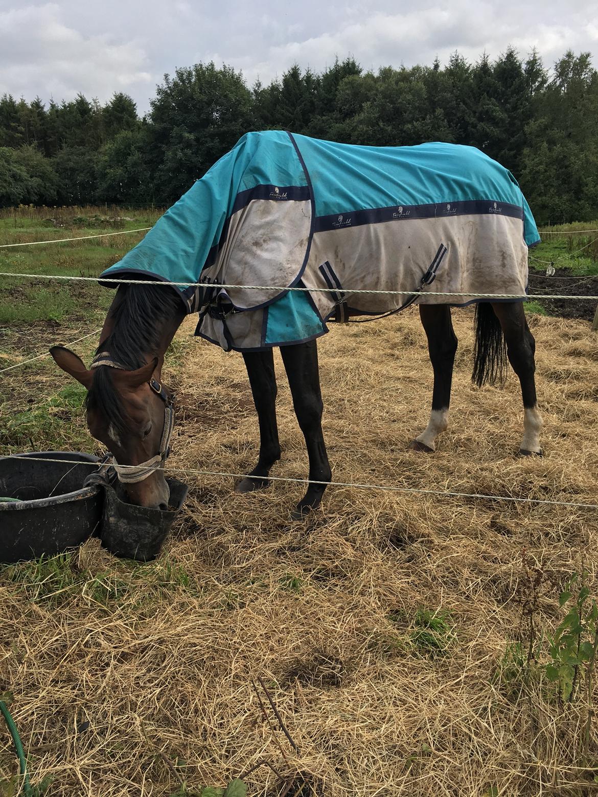 Anden særlig race Magic billede 6