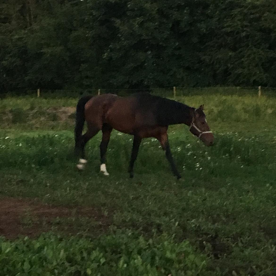 Anden særlig race Magic billede 8