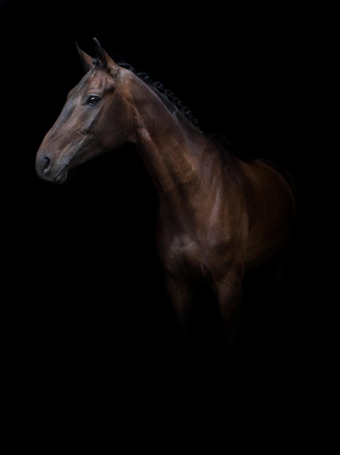 Dansk Varmblod Sieg zack billede 1