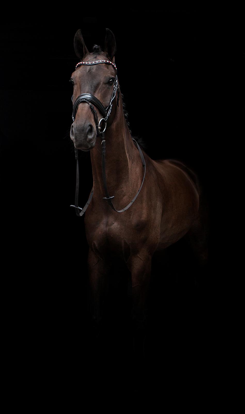 Dansk Varmblod Sieg zack billede 8