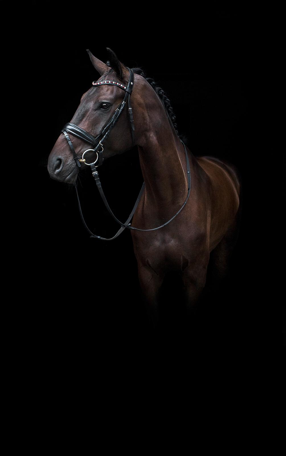 Dansk Varmblod Sieg zack billede 4