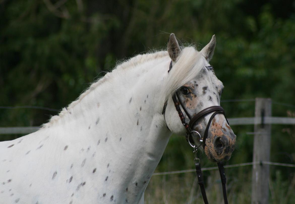 Knabstrupper Aastrupgaards odin billede 10