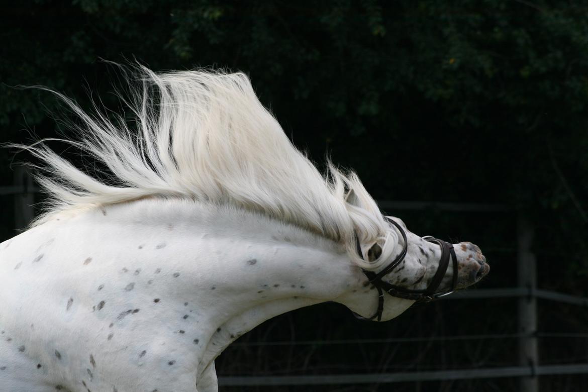 Knabstrupper Aastrupgaards odin billede 22