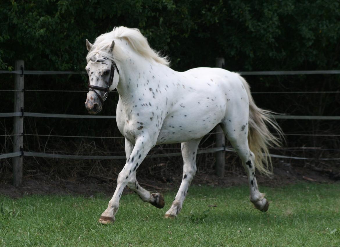 Knabstrupper Aastrupgaards odin billede 28