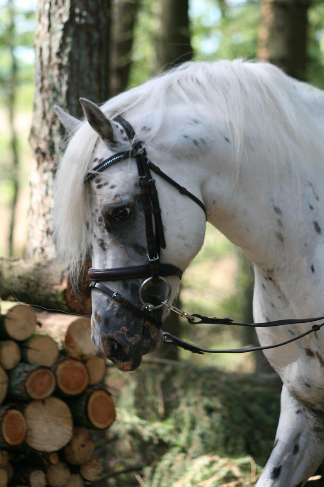 Knabstrupper Aastrupgaards odin billede 2