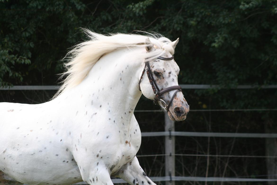 Knabstrupper Aastrupgaards odin billede 20
