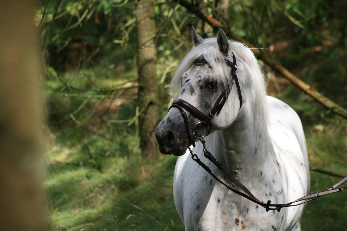 Knabstrupper Aastrupgaards odin billede 35