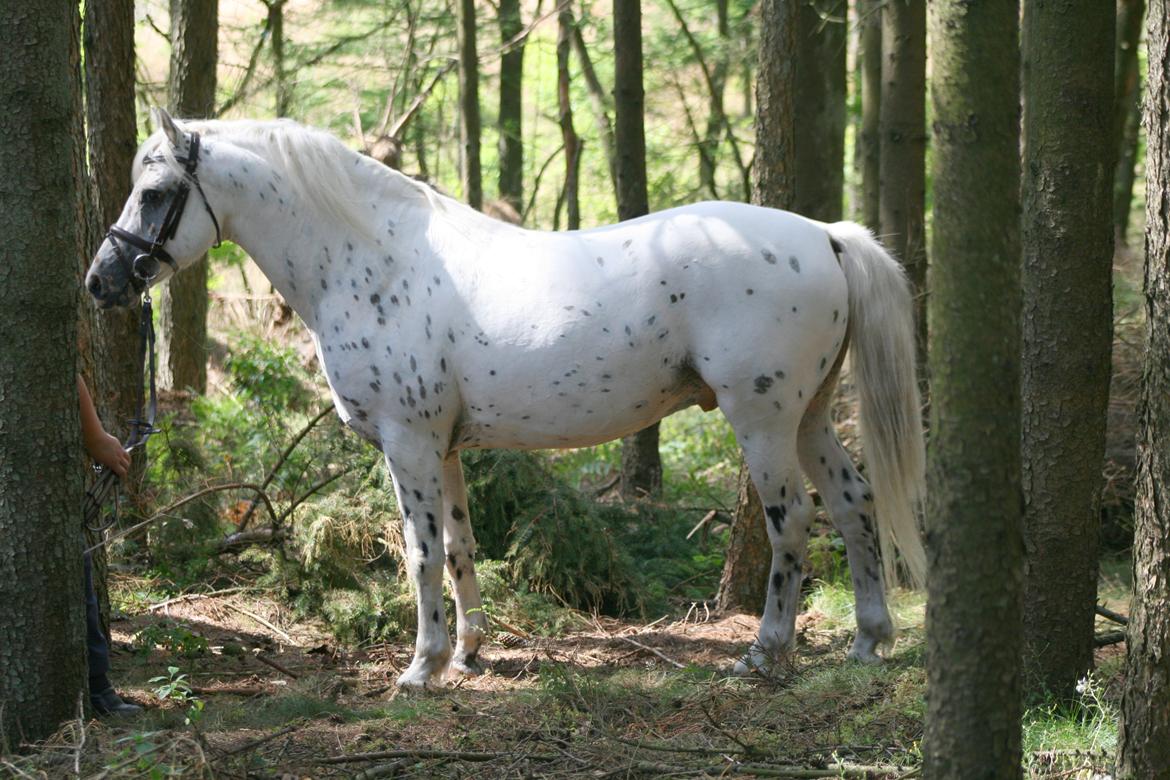 Knabstrupper Aastrupgaards odin billede 34