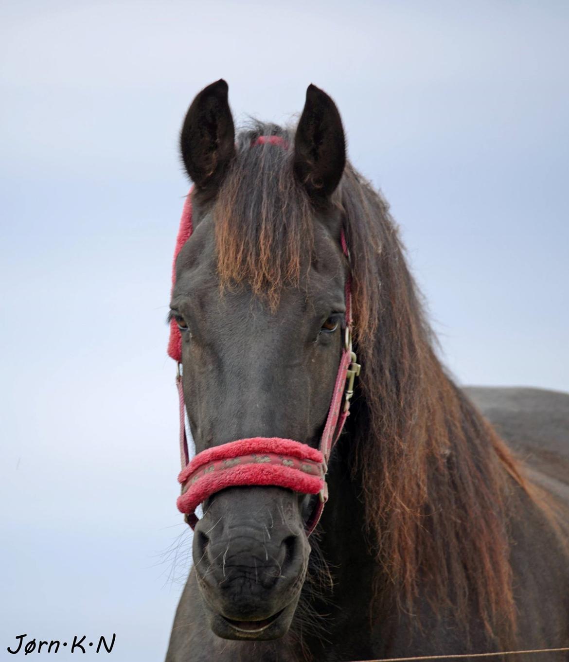 Frieser Taco fra sdr. vollum billede 10