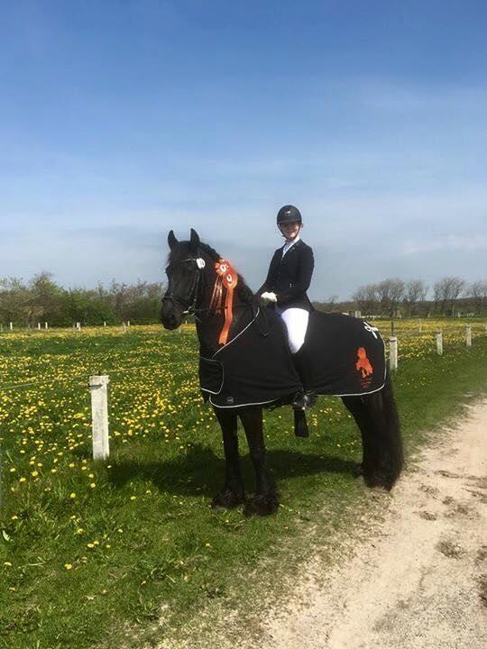 Frieser Taco fra sdr. vollum - 2 plads i nordjysk mesterskab for friesere 2017 billede 2