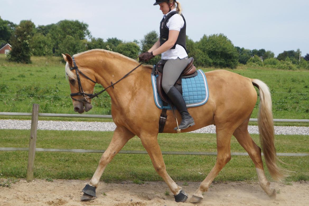 Palomino Hedegaards Colmar Blue billede 17